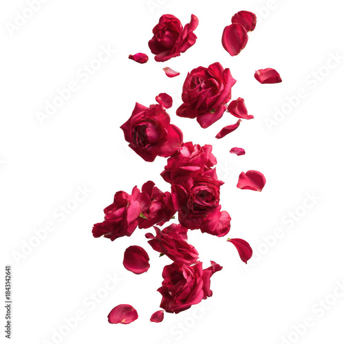 Falling red roses isolated on transparent background