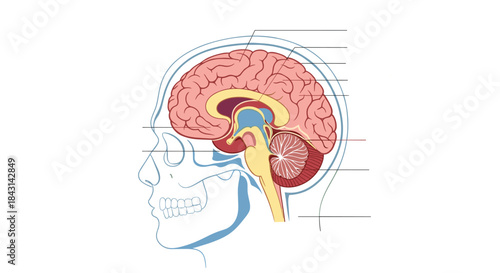 Labeled medical illustration of a sagittal cross-section of the human head, showing the major parts of the brain and skull.
