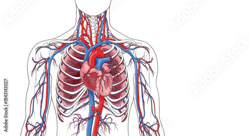 Anterior view of the human circulatory system in the upper torso, showing the heart, major arteries, veins, and rib cage outline.