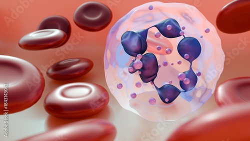 Tableau sur toile 3D rendering of healthy erythrocytes and hypersegmented neutrophils