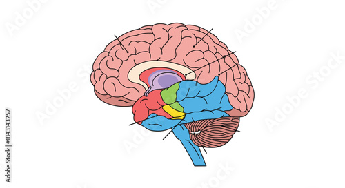 Sagittal view of the human brain with different lobes and structures color-coded for educational and medical anatomical studies.