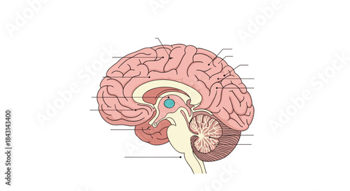 Detailed anatomical illustration of the human brain in a sagittal cross-section view with unlabeled parts for medical or scientific study.