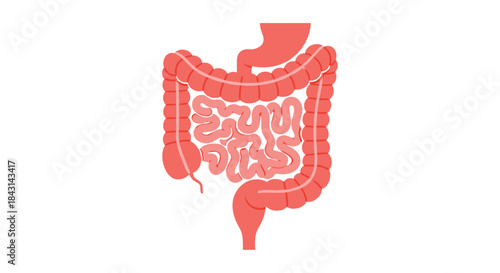 Simple flat vector icon of the human digestive system, including the stomach, and the large and small intestines for medical infographics.