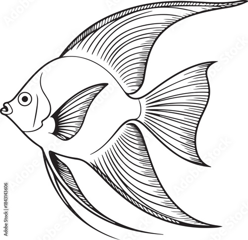 Detailed line art drawing of a tropical angelfish with long fins