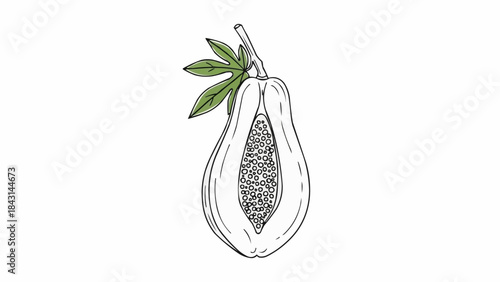 Hand drawn illustration of a ripe papaya cut in half showing seeds and stem.