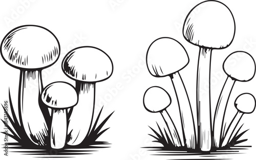 Mushroom Vintage Sketch Set. Detailed black and white sketch of a mushroom with intricate lines and shading. Sketch mushroom. Natural ingredients, tasty mushrooms, champignon portobello.