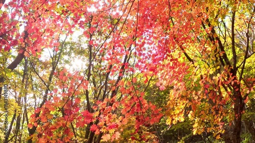 Wallpaper Mural Beautiful Autumn Maple Landscapes in Korea Torontodigital.ca