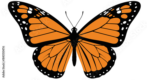 A vibrant orange and black monarch butterfly with intricate wing patterns, viewed from above.