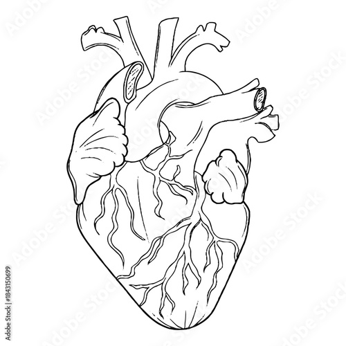Anatomical Human Heart Outline, Hatched and Colorful Illustration