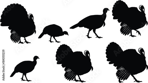 Turkey bird silhouette collection vector illustration set isolated on white background, farm animal poses, wildlife design elements for agriculture and hunting themes