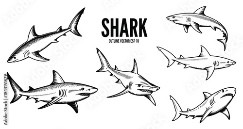 set of shark sketches, hand drawn illustration converted to vector, featuring clean outline drawings with transparent background, ideal for marine artwork, educational materials, logos, and creative d