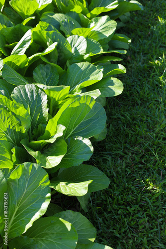 Mature Bok Choy ready for a fresh vegetable harvest