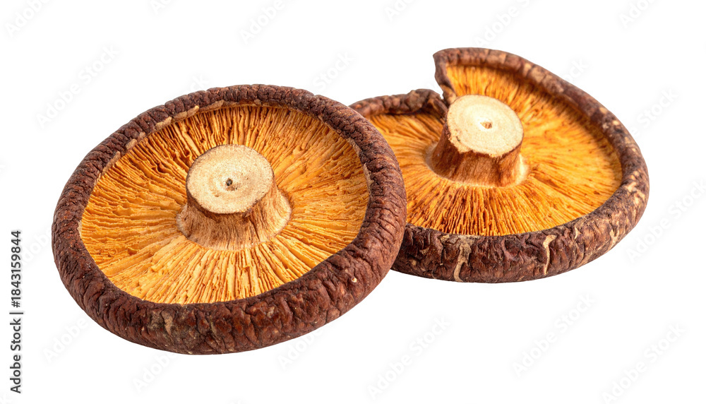 Fototapeta premium Two shiitake mushrooms, gills facing upward