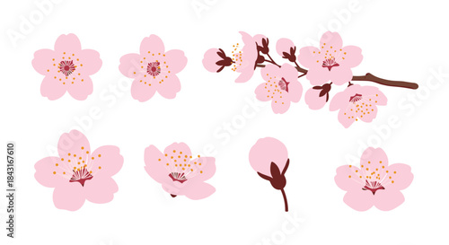 Beautiful collection of pink cherry blossom flowers, buds, and a blooming sakura branch, representing spring in Japanese culture.