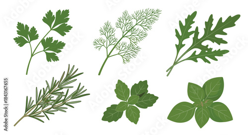 Collection of fresh green culinary herbs for cooking, including parsley, dill, arugula, rosemary, mint, and sweet basil leaves.