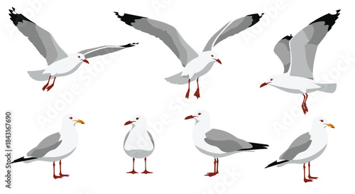 Collection of realistic seagull illustrations in various poses, including standing, walking, and flying with wings spread open wide.
