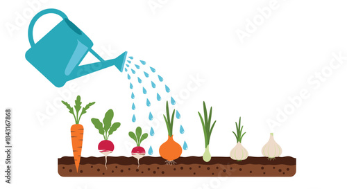 Blue watering can pouring water onto a row of growing garden vegetables, including carrots, radishes, onions, and garlic in the soil.