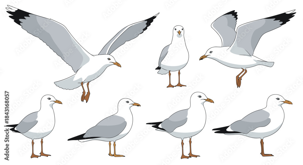 Obraz premium Set of realistic seagull illustrations showing the sea bird in various poses, such as standing, walking, and flying with open wings.
