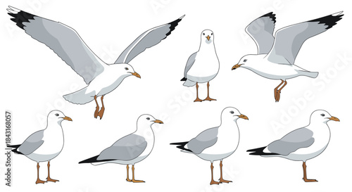 Set of realistic seagull illustrations showing the sea bird in various poses, such as standing, walking, and flying with open wings.