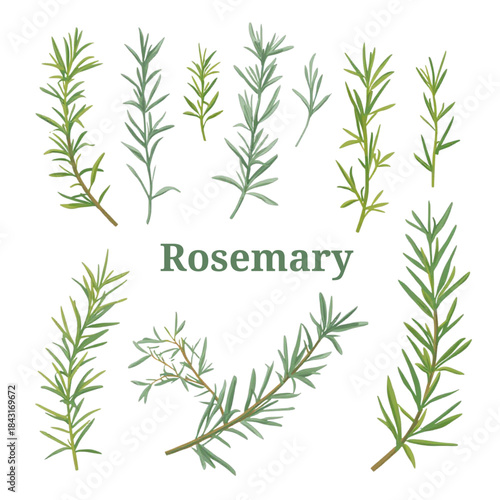 Herb and Leaf Vector Pack – Basil, Rosemary, Parsley