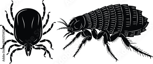 Tick and flea silhouette, parasitic insect vector, black illustration, entomology reference, pest anatomy, scientific comparison, educational parasite design
