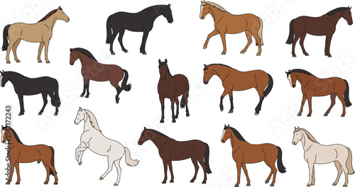 Realistic horse breeds illustration set, different coat colors standing poses, equine animals collection, detailed farm wildlife design