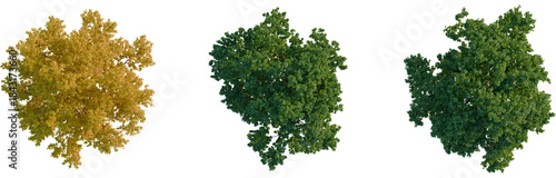 Acer campestre tree plan, top view, cutout, transparent background, isolate, Autumn foliage background, vibrant fall colors, seasonal change, beautiful landscape, golden hues