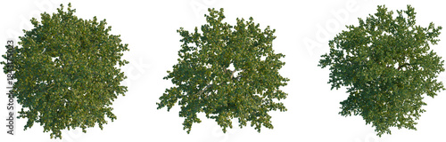 Platanus occidentalis tree plan, top view, cutout, transparent background, isolate, Lush green forest landscape, dense foliage, vibrant nature, tranquil scene, peaceful woodland environment