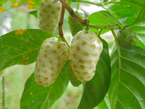 Canvas Print Fresh mature noni fruit hanging on a tree, nearly ripe, white skin with yellowis