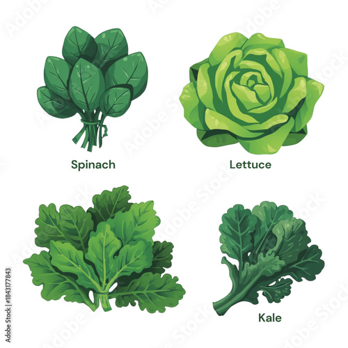 Leafy Greens Vector Set – Spinach, Lettuce, Kale