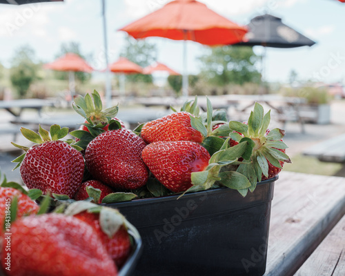 Freshly picked strawberries in the New Zealand