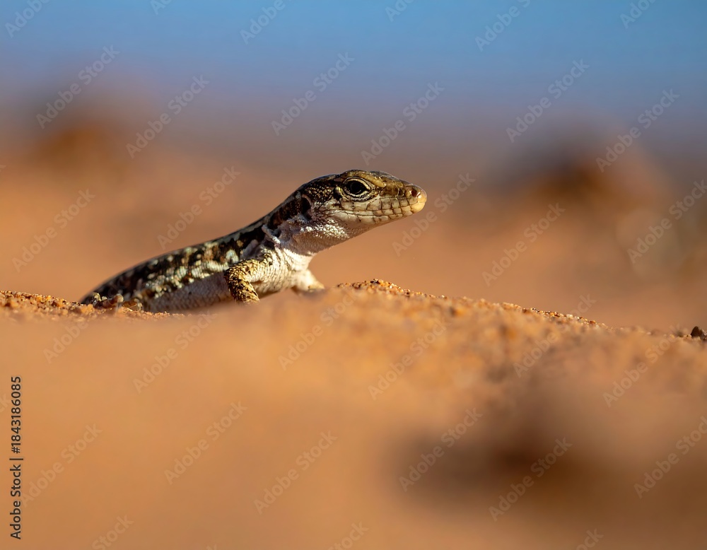 Obraz premium Close-up of small lizard peering out from sandy terrain under a vibrant blue sky