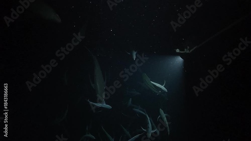 Group of jacks (Carangidae family) attracted by dense plankton cloud illuminated by a dive light at night. Filmed in the Sea of Cortez. Check my portfolio for more nocturnal feeding footage.