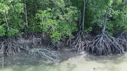 Mangrove tree roots in swamp forest and estuarine river flow, mangrove wetland in Papua Island, Indonesia.
