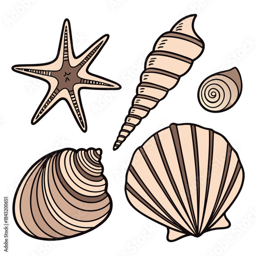 Collection of hand drawn seashells and starfish in various shapes and sizes
