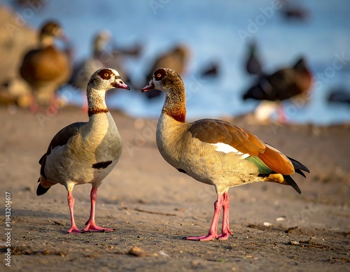Close-up of two geese with distinctive brown, white, and red markings on a beach