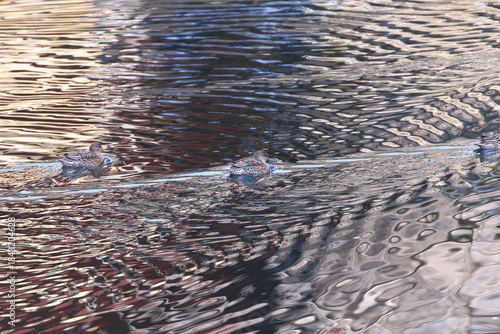 Calm river surface and Eurasian Teal