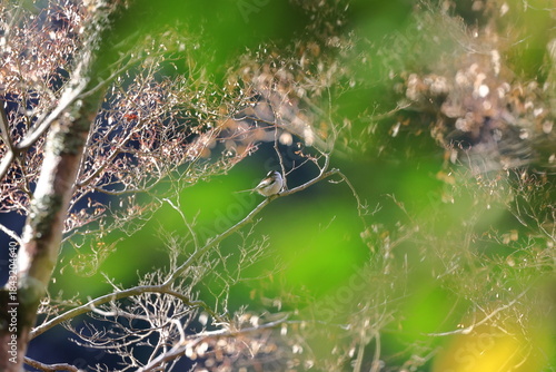 deciduous Maple tree seen beyond the evergreen tree