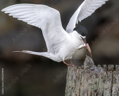 Feeding time for a Black headed tern chick