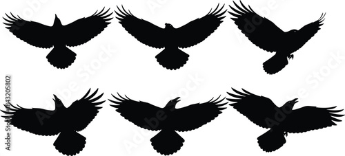 Silhouettes of flying birds, crow shapes, wing positions, motion study, black bird illustration, avian flight, wildlife vector art