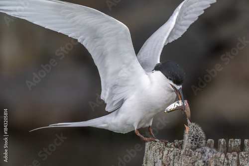 Feeding time for a Black headed tern chick