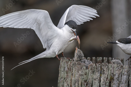 Feeding time for a Black headed tern chick
