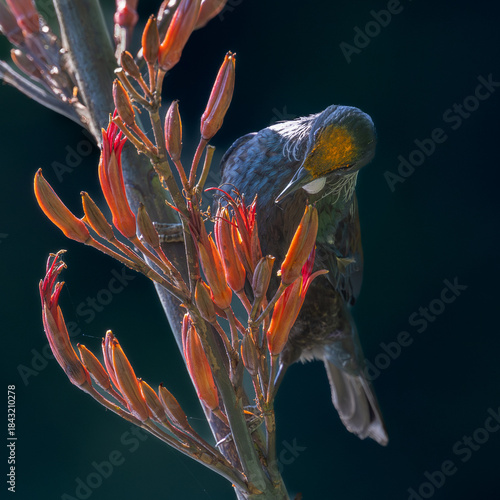 Christmas Tui on a red flax bush