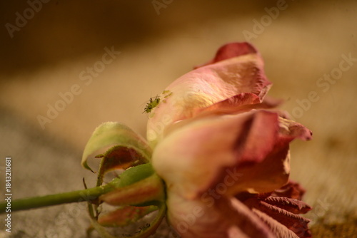 Photography family of bugs on a dying rose or a plague of insects beneath the petals of a ro
