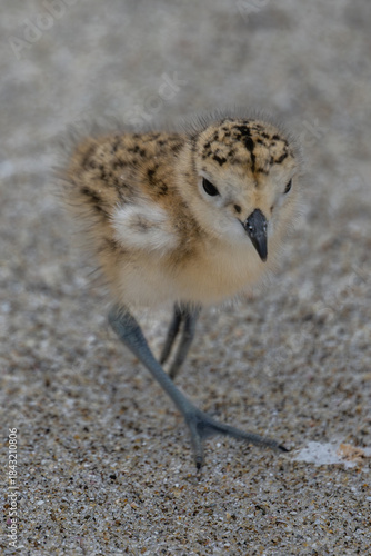 New Zealand dotrell chick