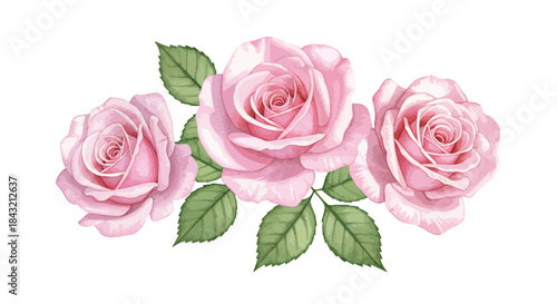 Three delicate pink roses with green leaves, beautifully arranged in a horizontal composition on a white background, evoking a sense of elegance and natural beauty.