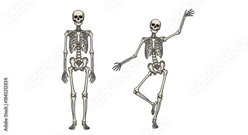 Anatomically detailed illustrations of the human skeleton in both a standard standing pose and a dynamic dancing position.