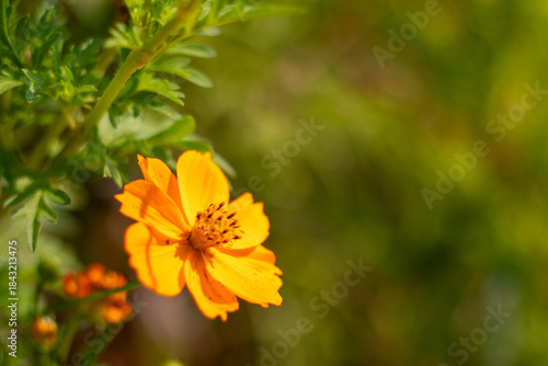 Single Orange Cosmos Flower with Soft Background