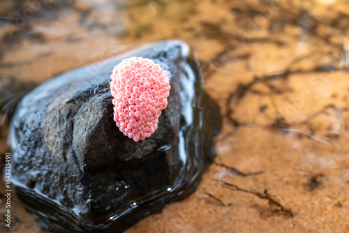 Apple Snail Eggs on Rock in Freshwater