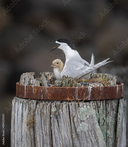 Nesting terns feeding time